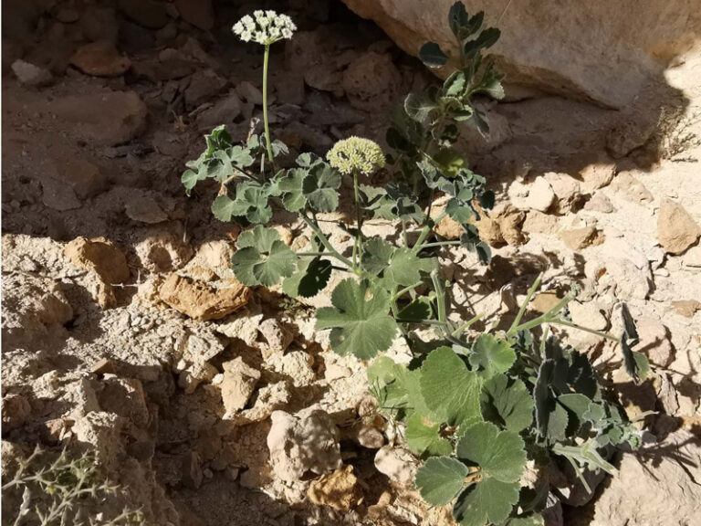 Newly discovered plant named after Oman added to global flora catalogue