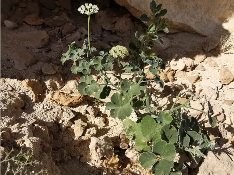 Newly discovered plant named after Oman added to global flora catalogue