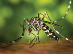Precaution urged against mosquitoes during khareef