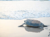 Ras Al Hadd reserve logs 10,000 nesting turtles in H1