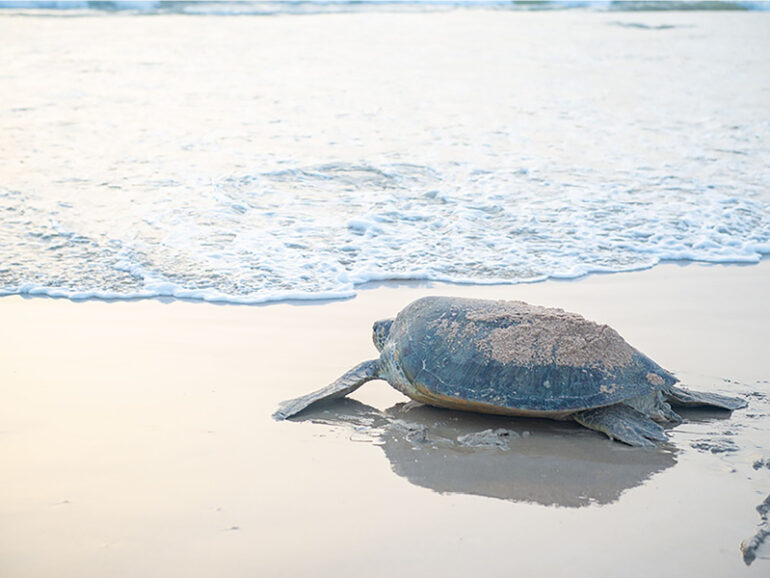 Ras Al Hadd reserve logs 10,000 nesting turtles in H1