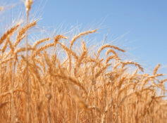 Dhahirah reaps 723t of wheat in strong harvest season
