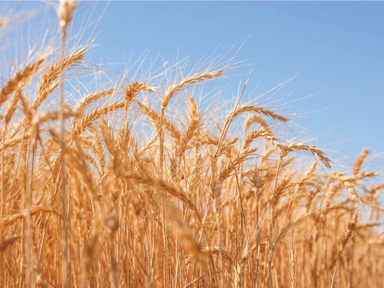 Dhahirah reaps 723t of wheat in strong harvest season