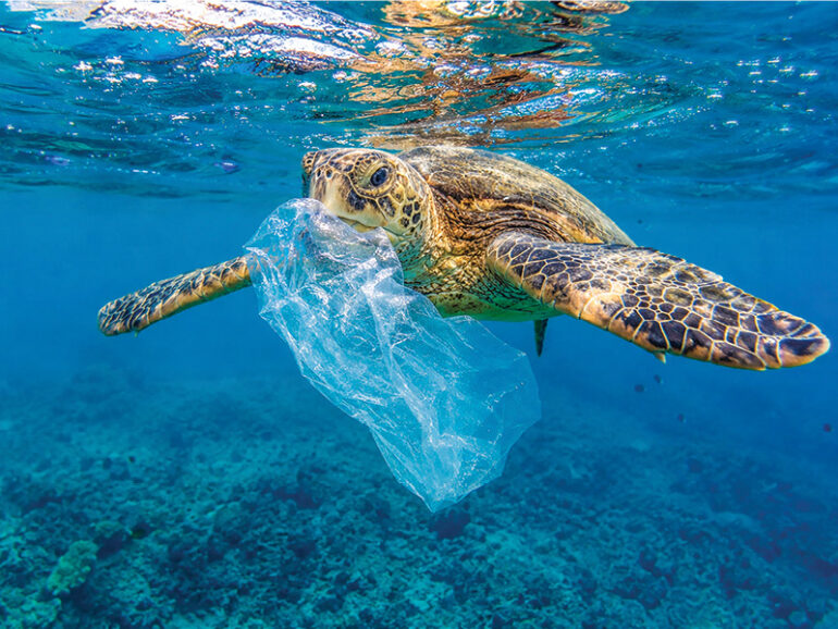 Plastic pollution threatens Oman’s marine turtles