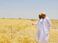 Buraimi offers 153 food security investment projects