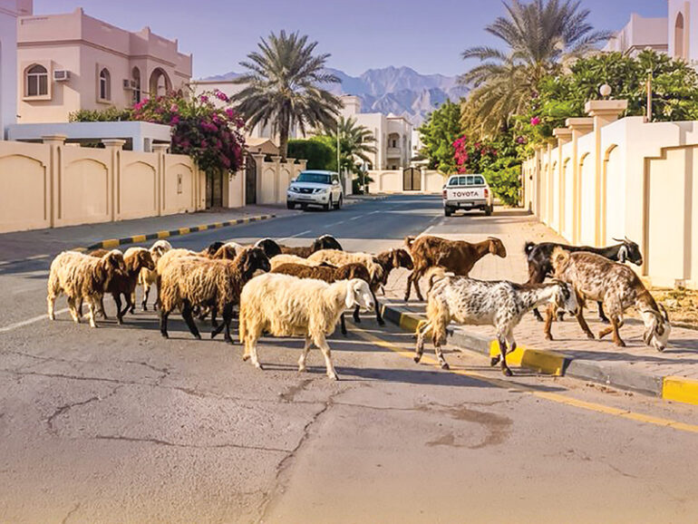 Muscat Municipality warns against stray livestock