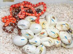 University of Nizwa reptile breeding programme
