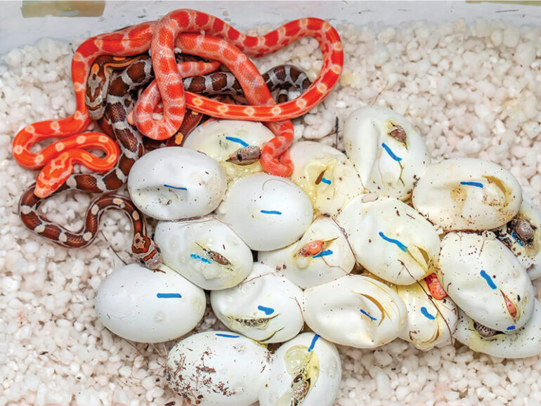 University of Nizwa reptile breeding programme