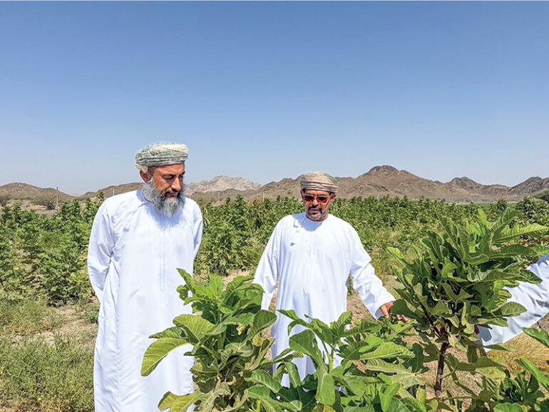 First integrated fruit farm takes root in Buraimi