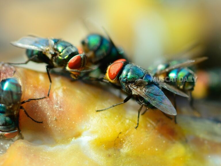 Muscat Municipality urges community cooperation in pest control