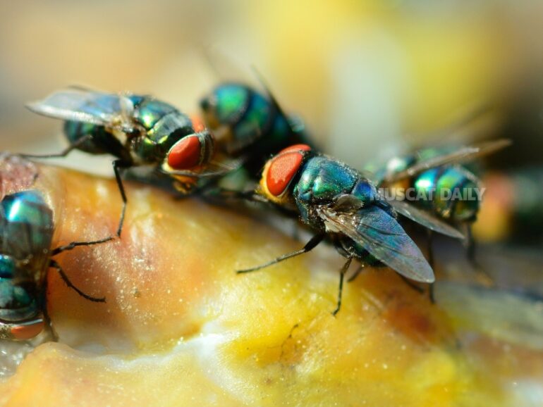 Muscat Municipality urges community cooperation in pest control