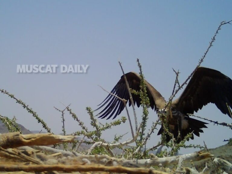 Rare endangered species documented in Dhahirah and Buraimi