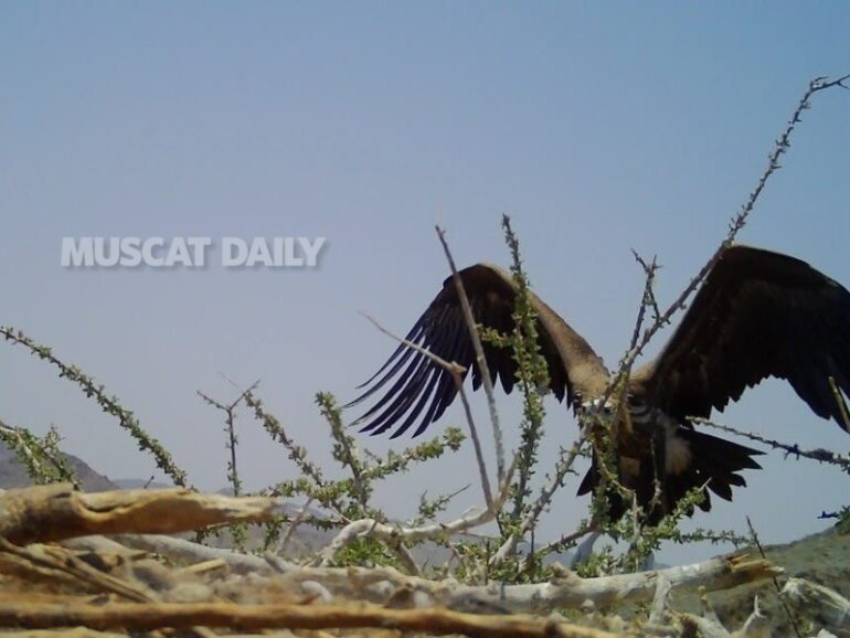 Rare endangered species documented in Dhahirah and Buraimi