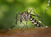 Mosquito Precautions Advised for Dhofar Visitors