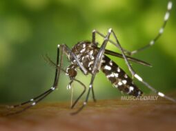 Mosquito Precautions Advised for Dhofar Visitors