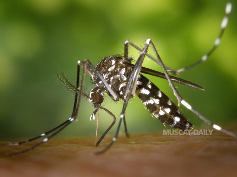Mosquito Precautions Advised for Dhofar Visitors