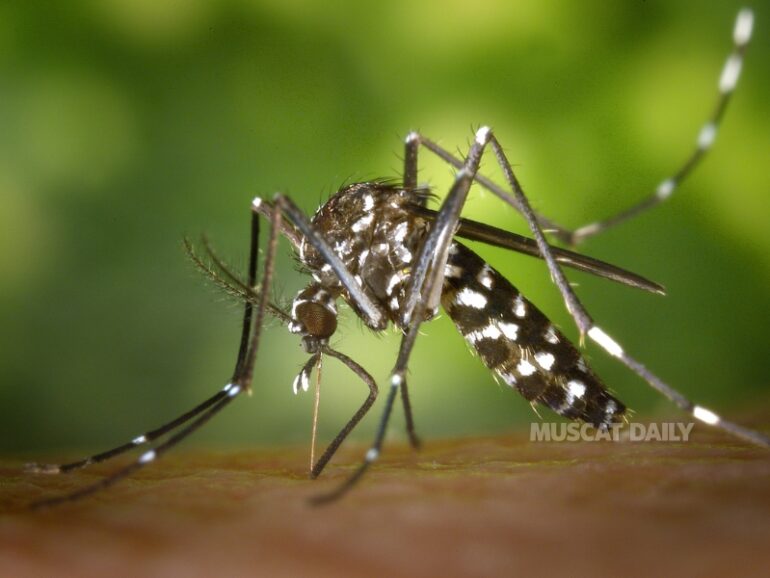 Mosquito Precautions Advised for Dhofar Visitors