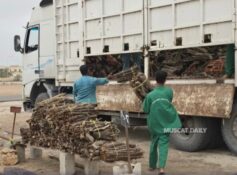 EA clarifies logging and seized wood handling procedures