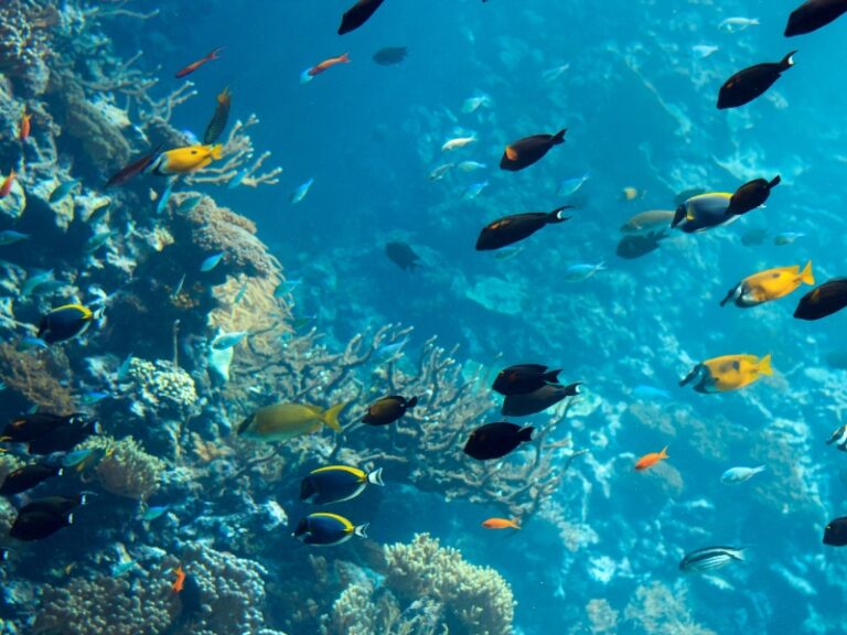 EA enhances marine monitoring and surveillance in regional waters