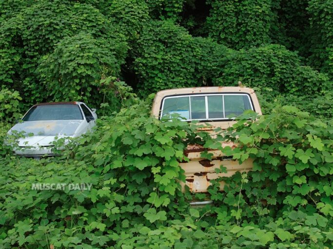 EA removes over 3,900 vehicles from green spaces