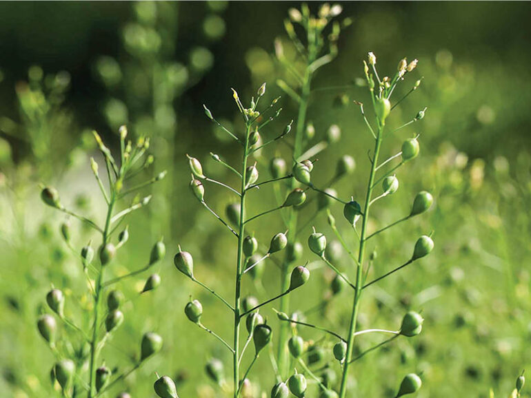Nama tests recycled water for biofuel crop production