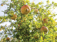 Jabal Akhdar pomegranate harvest begins