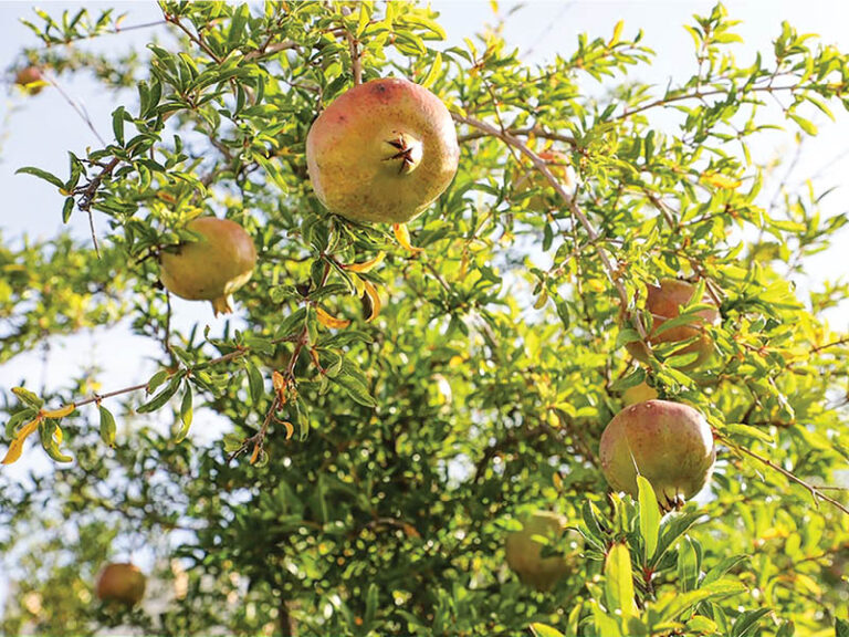 Jabal Akhdar pomegranate harvest begins