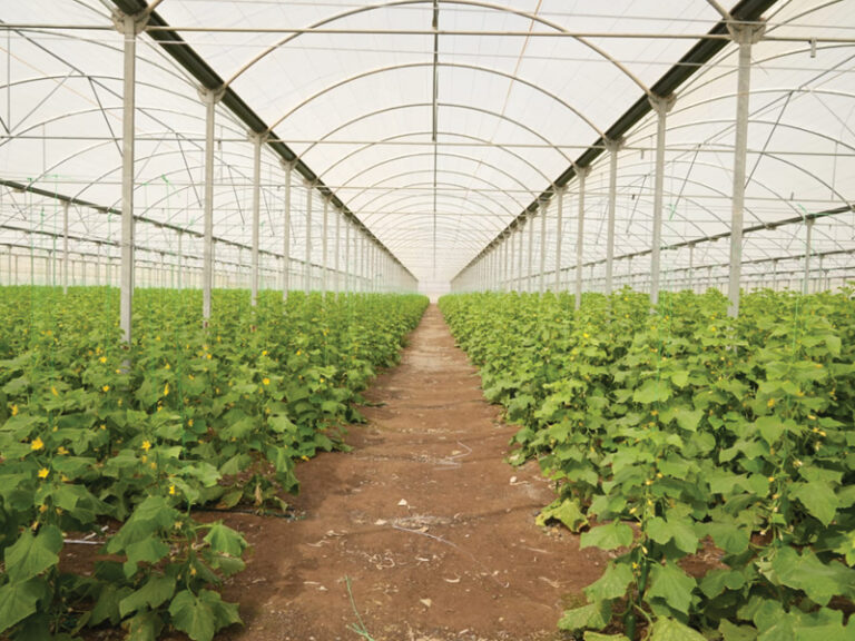 RO74.3mn investment drive targets N Sharqiyah’s food sector