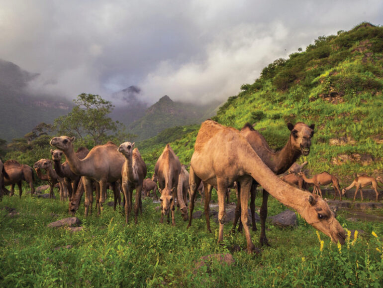 ICESCO Bridges of Civilisation programme in Dhofar