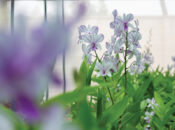 Four decades of research help orchids flourish in Dhofar