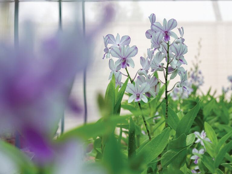 Four decades of research help orchids flourish in Dhofar