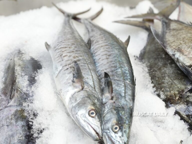 Ministry announces annual kingfish fishing ban across Oman