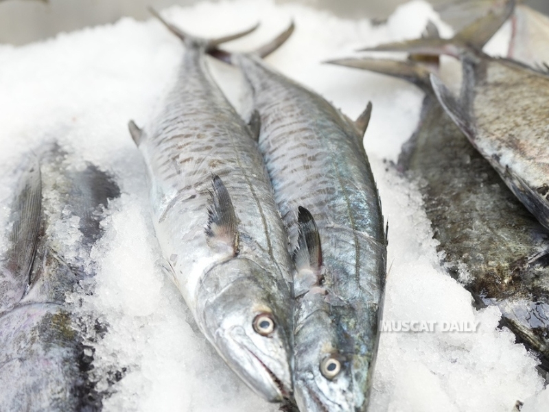 Ministry announces annual kingfish fishing ban across Oman