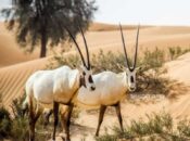Oman ranks 3rd in biodiversity protection with 32 natural reserves