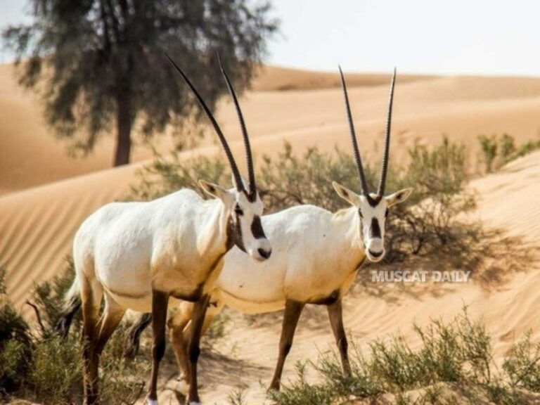 Oman ranks 3rd in biodiversity protection with 32 natural reserves