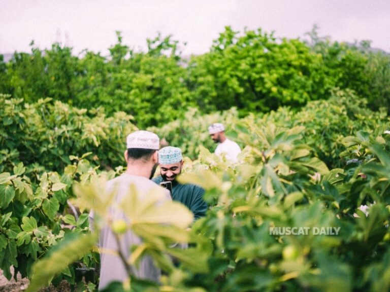 Rummana season returns to Jabal Akhdar