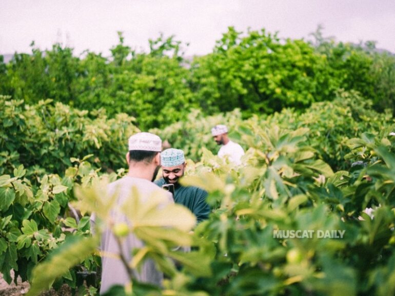 Rummana season returns to Jabal Akhdar