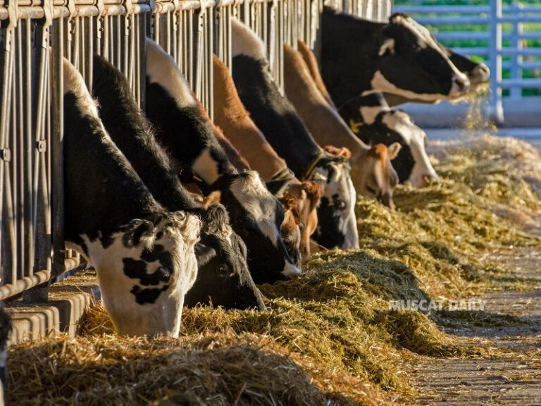 Seven arrested for stealing over 130 livestock in North Batinah