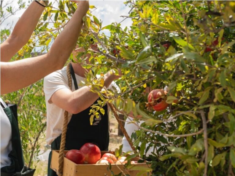 Alila Jabal Akhdar welcomes the pomegranate harvest