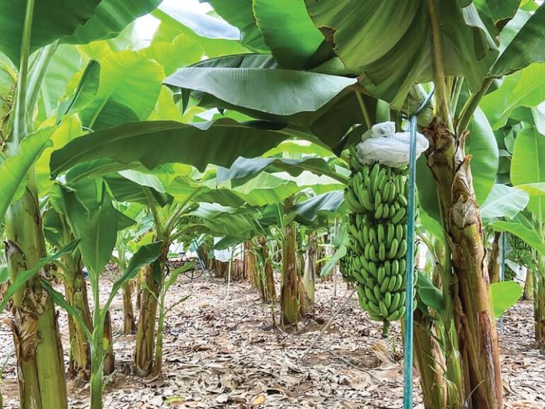 Oman’s Razat banana in protected list