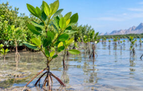 Oman climate investment