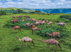 Sarb season revives Dhofar’s enduring camel-herding tradition