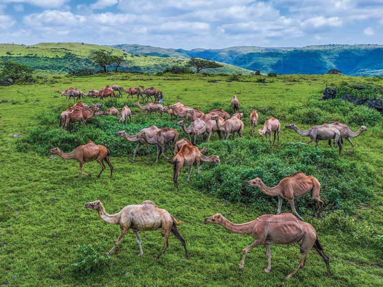 Sarb season revives Dhofar’s enduring camel-herding tradition