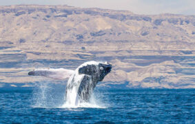 Arabian Sea humpback whales