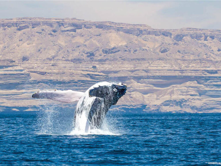 Arabian Sea humpback whales