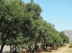 Jabal Akhdar’s olive trees reach 20,000