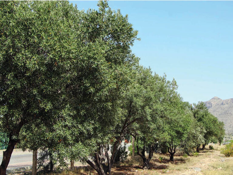 Jabal Akhdar’s olive trees reach 20,000