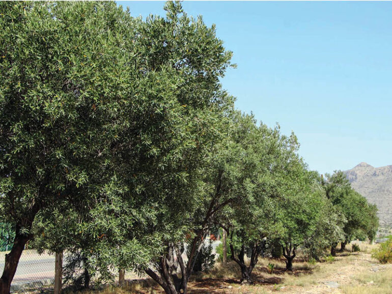 Jabal Akhdar’s olive trees reach 20,000