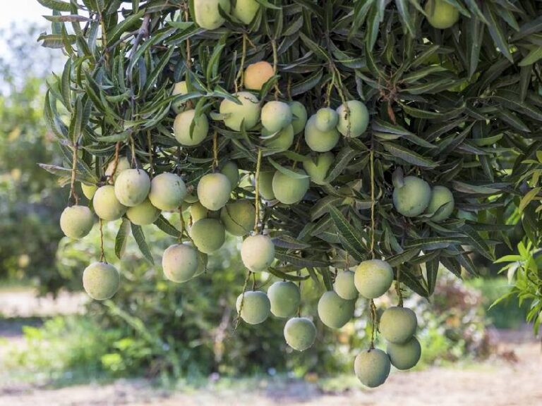 Oman mango production 2030