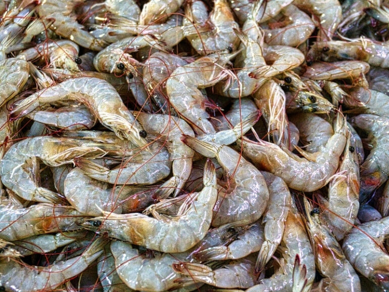 Shrimp fishing season commences on September 1